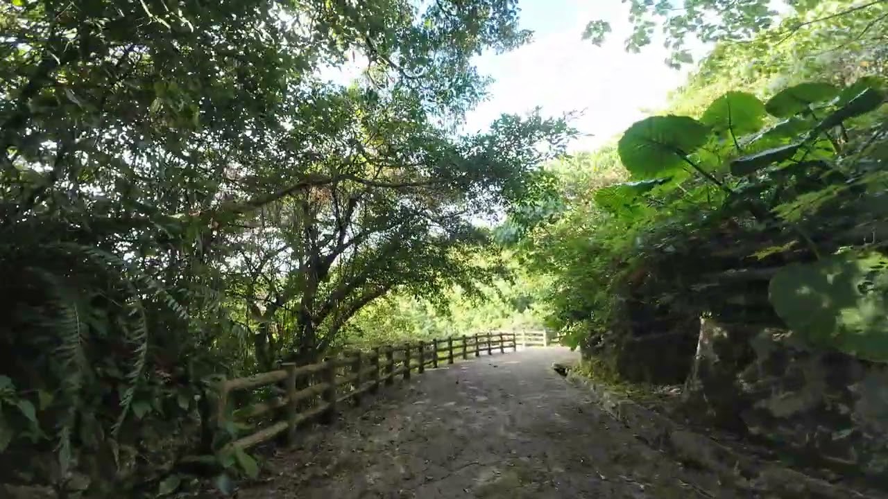 本日の末吉公園 空と森
