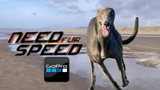 GREYHOUND blasts across beach at 40mph and launches over water
