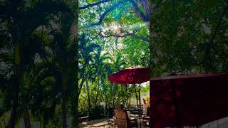 A day in Miami #shorts