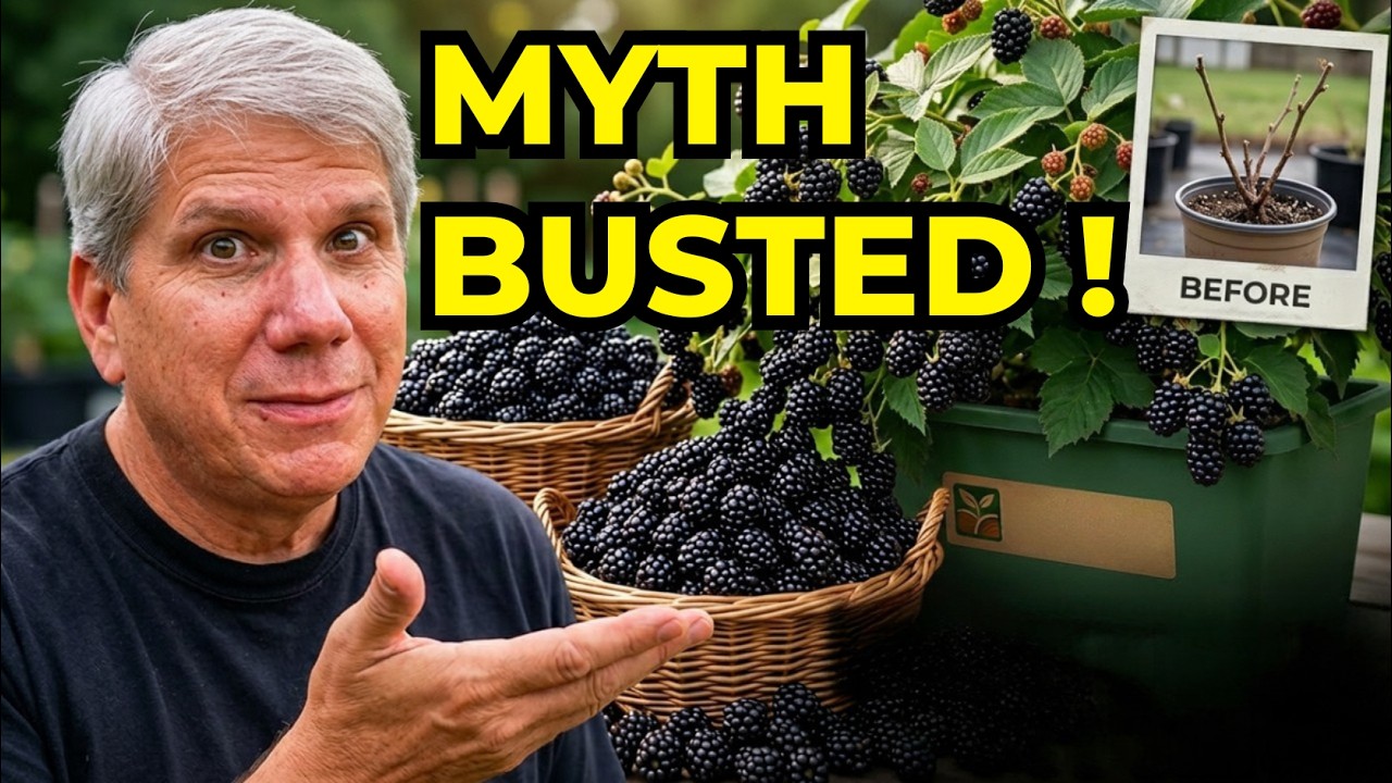 Blackberries in Containers:  Busting the Myth (EarthBox Trial)
