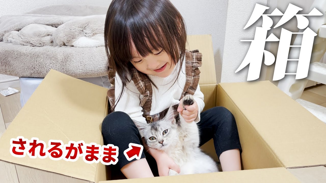 猫と一緒にダンボール箱に入りたい3歳娘