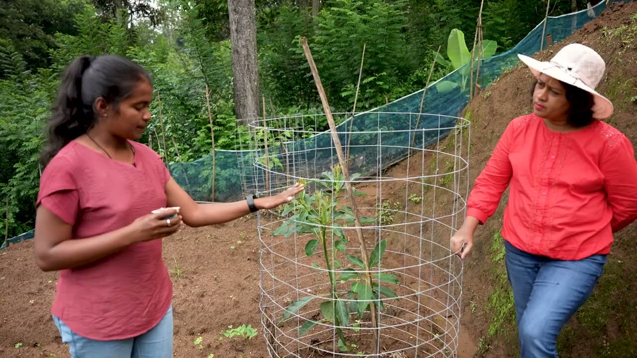 Hass Avocado Cultivation 15 min
