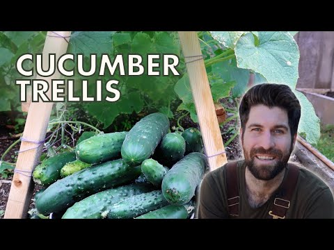 Video: Making a Cucumber Hegn: Dyrkning af agurker på et hegn