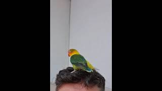 Lovebirds trying to mate on my head
