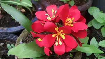 ABC TV | How To Make Easy Clivia Paper Flower | Flower Die Cuts - Craft Tutorial