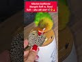 🌻💥Sunflower Showdown: Mango’s Fluffy Fight for Glory!💥🦜 #funnybirds #cutebirds #viralpets #cuteduck