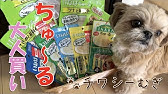 チュール ワンちゃんバージョン Youtube