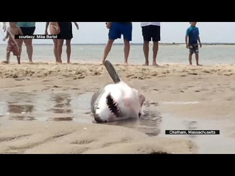 Videó: Hány foga van egy cápának? Nem lehet megszámolni