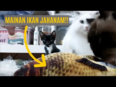 Video: Bolehkah anak kucing mempunyai catnip?