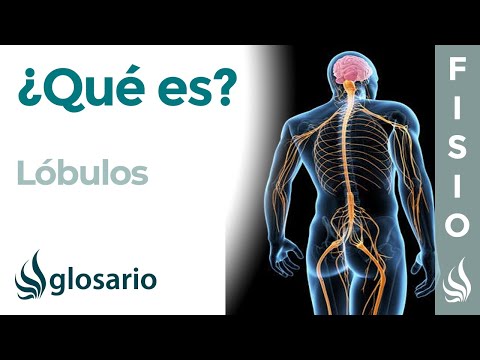 Video: ¿Qué significa Succenturiate lóbulo?