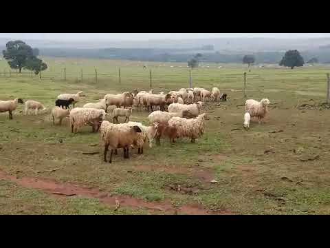 LOTE 301   3 tipos de carneiros idade que quiserem3