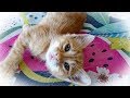 子猫と先住猫　可愛い成長の様子を楽しむの巻き・中編