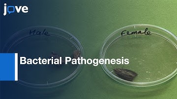 Galleria mellonella as a Model for Bacterial Pathogenesis | Proocol Preview