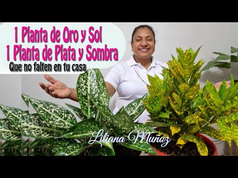 1 PLANTA DE ORO Y SOL-1 PLANTA DE PLATA Y SOMBRA / Liliana Muñoz