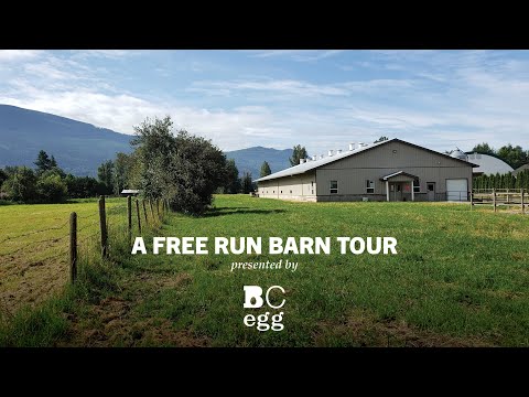 BC Egg - Free-Run Barn Tour