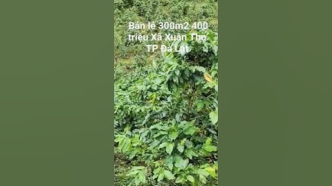 300m2 400 triệu Xã Xuân Thọ, Tp Đà Lạt p6442. Nhà đất Tiến Đạt 0962004900. #shorts