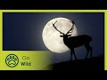 The Armoured Warrior | Stories of the Mediterranean Forest 1/6 | Go Wild