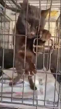 Download lagu Raven Was Dumped At The Shelter In Atrocious Shape