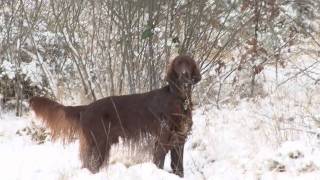 Irish Setter