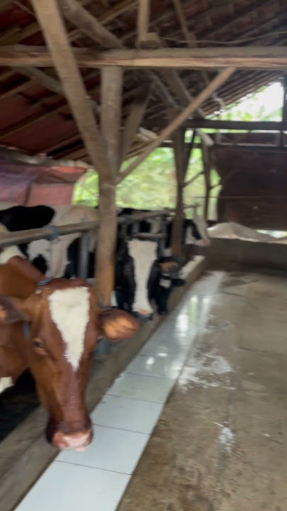 Kandang sapi pak jajang peternak sapi kpbs pangalengan #kpbspangalengan #kpbs #peternak