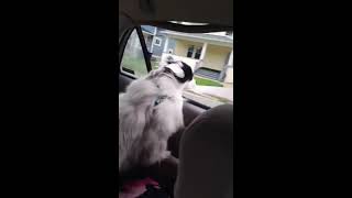 Rogue's Car Ride by Rogue Squadron 2 views 10 months ago 17 seconds