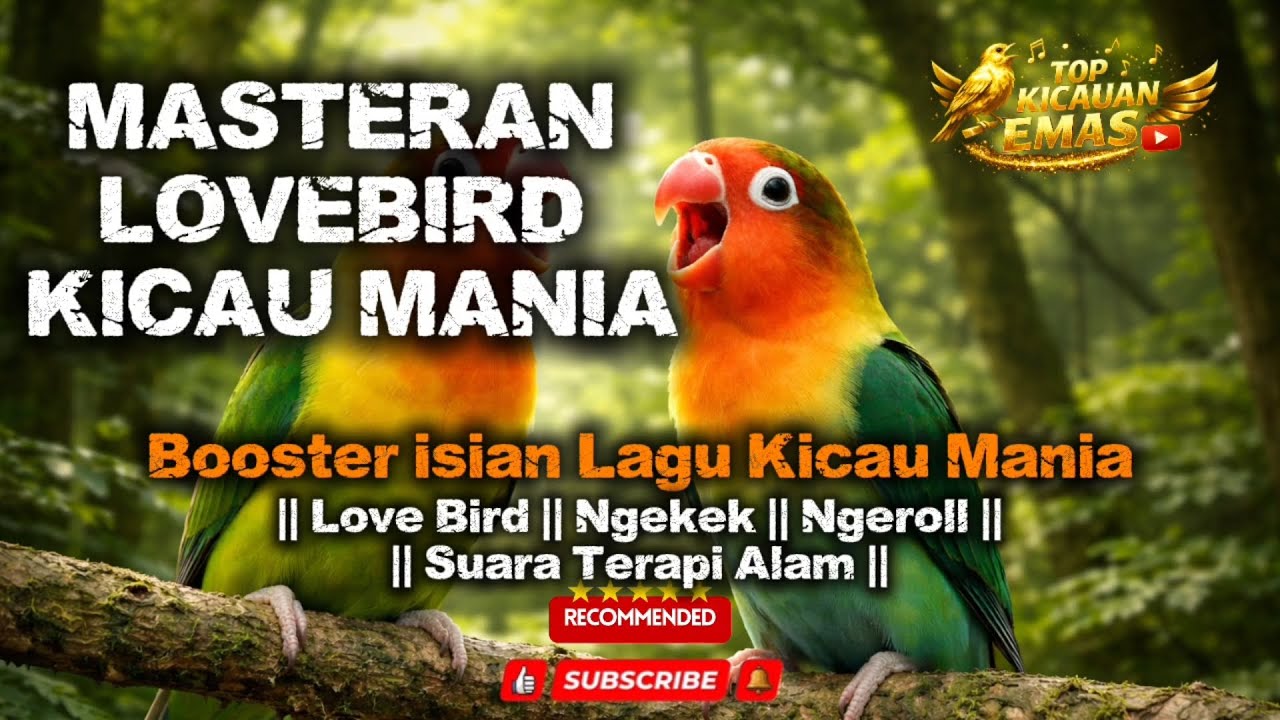 Masteran LoveBird Ampuh Untuk Murai Batu Dan Kicau Mania Lainnya || 100%  RECOMMENDED ||