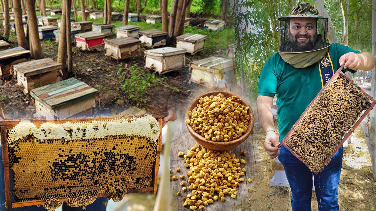 Honey Bee Farming In India | Karan Dua | Dilsefoodie Official