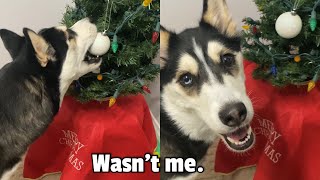 Husky Decorates Christmas Tree! (GONE WRONG)