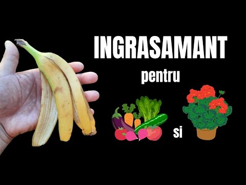 INGRASAMANT din COJI de BANANE pentru legume si flori