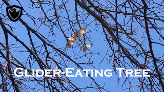 Glider-Eating Tree (Will I get my CLG back)