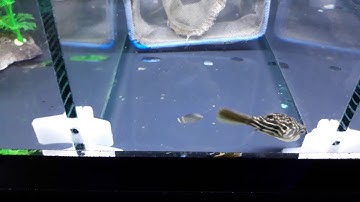 Ken nhi: cá nóc hề ( fahaka puffer )