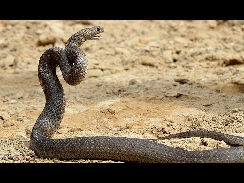 I Found A Brown Snake In My Backyard Scary Youtube