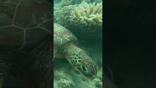 Spearfishing With A Sea Snake