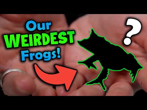 Top 5 WEIRDEST Frogs at Snake Discovery!