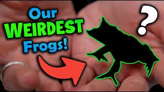 Top 5 WEIRDEST Frogs at Snake Discovery