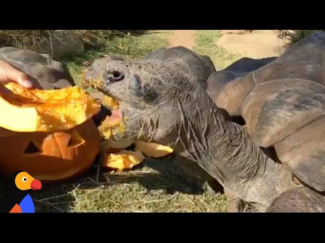 LIVE: Galapagos Giant Tortoise Eating Pumpkin | The Dodo LIVE