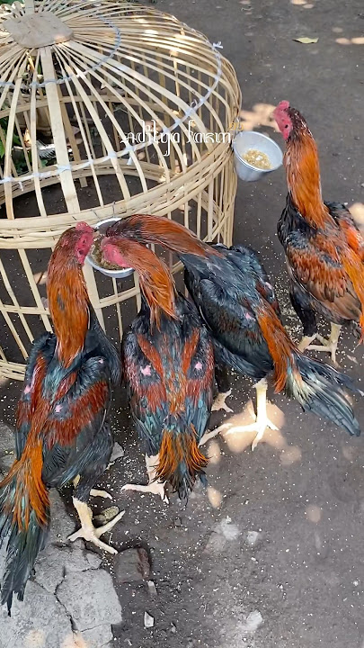 Spill racikan pakan ayam usia 5 bulan | Aditya farm 99