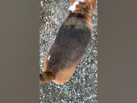犬をリードから外すように訓練する方法