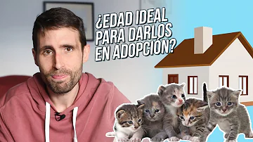 ¿A qué edad debería tener un gatito?