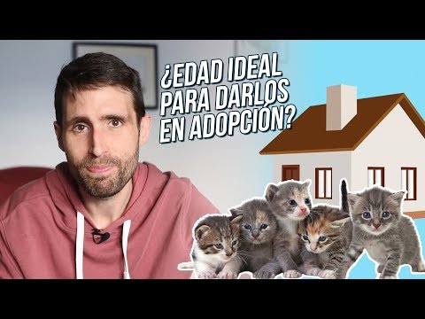 Video: ¿Cuándo se deben adoptar los gatitos?