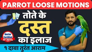 Parrot loose Motion Treatment At Home | Parrot Diarrhoea Treatment | Baby Parrot Loose Motion Hindi