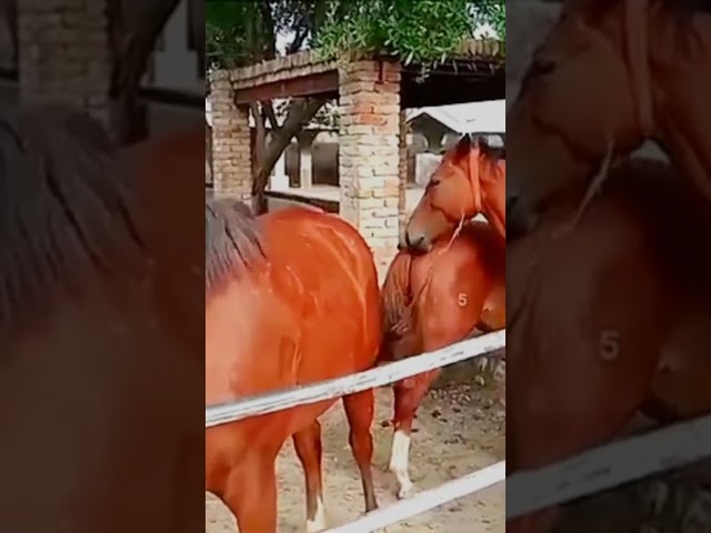horse meet love viral video#faheemkhan #short class=