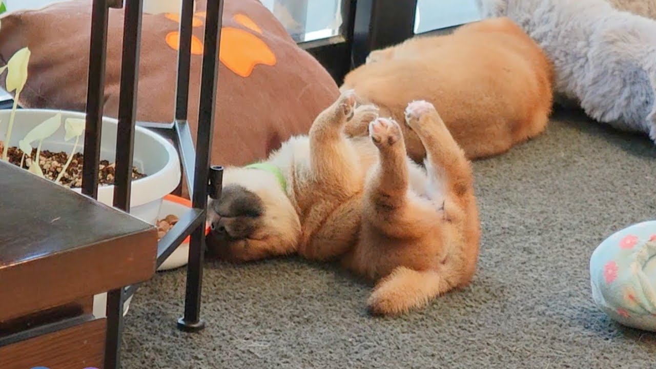 Пожалуйста, перезагрузите вашу программу Potat после обновления.