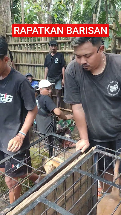 DUA PITBULL SAMPAI DI AR3N4 🔥‼️ #fypyoutube #anjingpemburu #shortvideo #viralvideo #anjing #pitbull