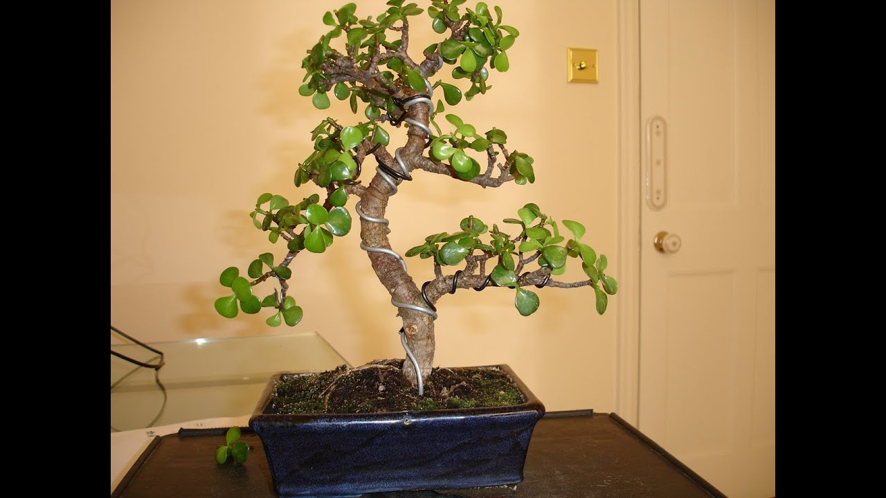 bonsai jade pruning wiring plant crassula ovata hd8