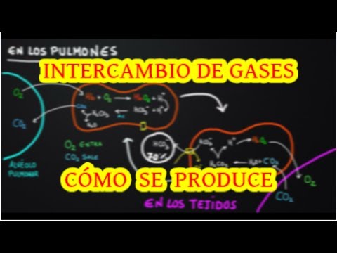 Transporte De O2 Y Co2 En Sangre Youtube