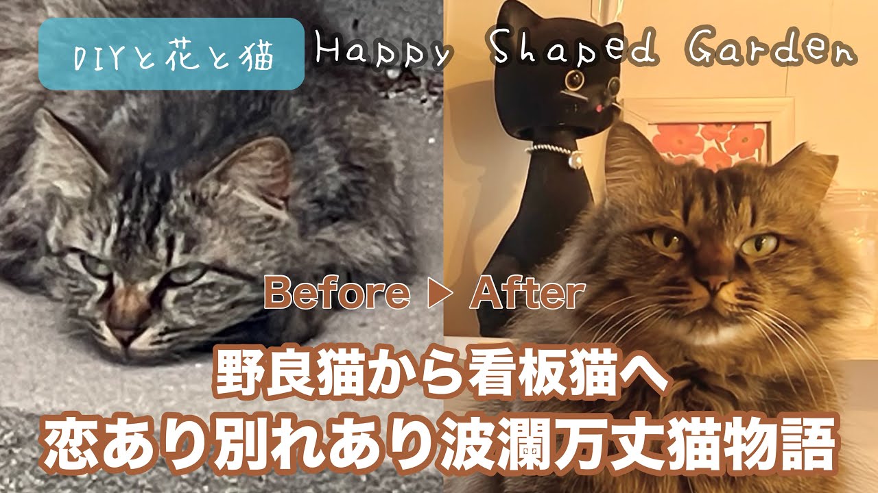 野良猫ビフォーアフター】薄汚れた野良猫が“家族”と出会い看板版猫へ