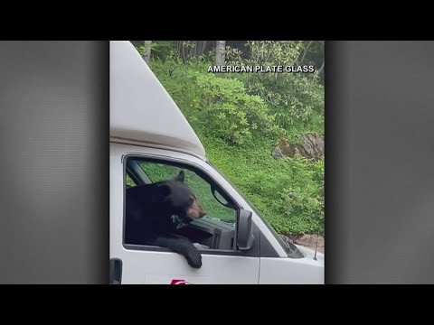 Bear hops into work truck, eats employees' lunch in New Hampshire