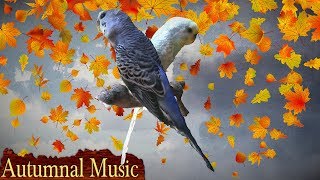 3 Hours+ || Calming Autumnal Music For Birds || Budgies || Relaxing Music to Tame your Birds #10 screenshot 5