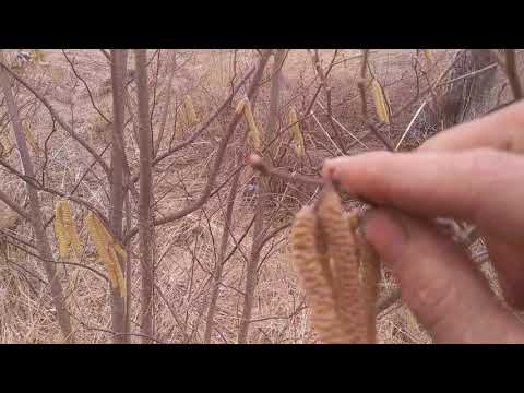 Video: Opelenie lieskových orieškov: Opeľovanie lieskových orechov v domácom sade